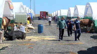 İstanbul- İstanbul'da kurbanlıklar görücüye çıktı
