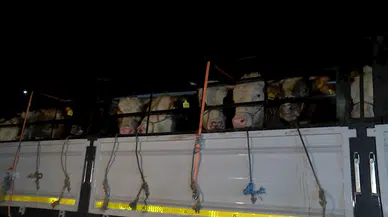 İstanbul'a kurbanlık hayvanların girişi başladı