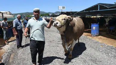 Kurban pazarının en büyüğü 'Toros Kaplanı', 270 bin TL'den satıldı