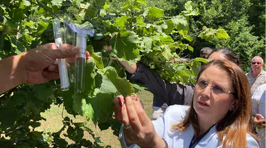 Bartın ve Karabük'te kahverengi kokarca zararlısına karşı 4 bin samuray arısı salındı