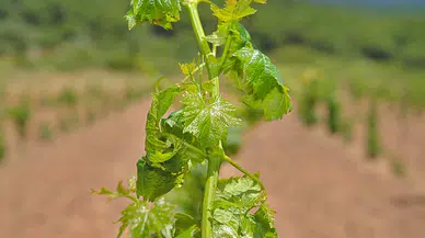 Bergama'nın geleneksel üzümleri yeniden canlanıyor