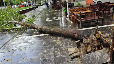 Mardin ve Batman’da kuvvetli fırtınada ağaçlar devrildi; o anlar kamerada