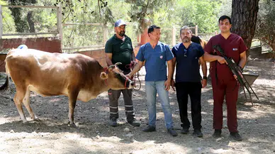 Antalya’da belediye bünyesinde 'Kurban Yakalama Timi' kuruldu