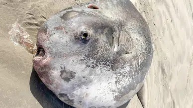 ABD’de kıyıya vuran dev deniz canlısının yeni keşfedilen bir tür olduğu açıklandı 