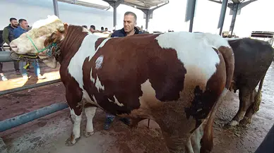 Niğde Kırmızı Et Üreticileri Birliği: Kurbanın kesimi belediyelerin belirlediği alanlarda yapılmalı