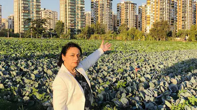 Çiftçiyi, önce yağmur, dolu, şimdi de aşırı sıcak vurdu