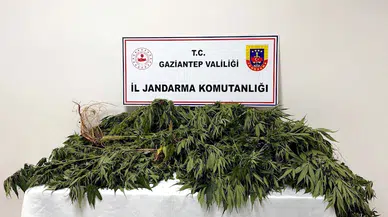Gaziantep'te, kenevir operasyonu: 4 gözaltı