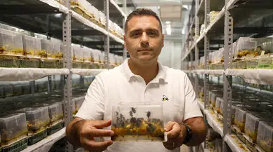 Antalya'dan 25 ülkeye 'bombus arısı’ ihracatı