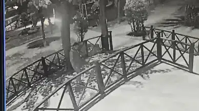 İstanbul- Esenler'de ağızlıksız gezdirilen pitbull kedilere saldırdı