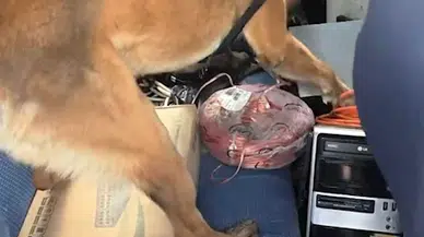 Aracın ses sistemi kabinindeki uyuşturucuyu 'Thor' buldu