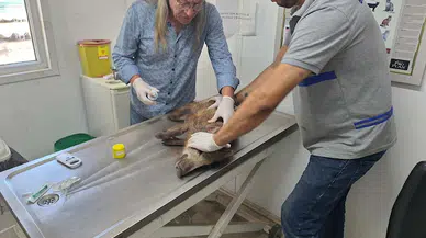 Bodrum'da 3 bin 738 sokak hayvanına müdahale