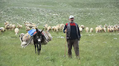 Sivas'ta 40 bin TL maaşla çoban bulamayan köylüler, hayvanlarını satıyor