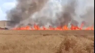 Mardin'de 70 dönüm buğday tarlası yandı; 13 gündeki yangınlarda 4 bin 885 dönüm ekili arazi zarar gördü
