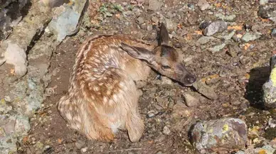 Keçilerini otlatırken, köpeklerden kurtulan yavru geyiği buldu