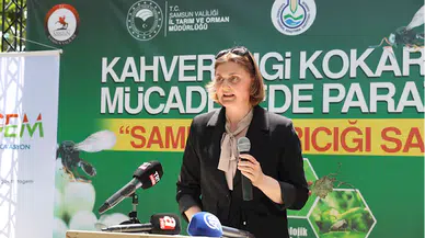 Samsun'da 14 bin samuray arısı, kahverengi kokarcayla mücadele için doğaya salındı