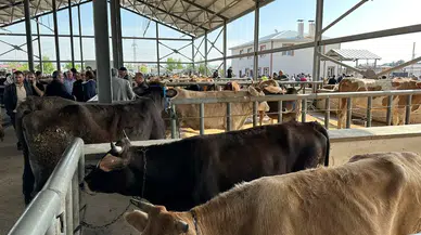 Zabıta Denetimleri Canlı Hayvan Pazarında Sorunsuz Bir Kurban Dönemini Müjdeliyor