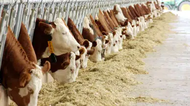 Aziziye İlçe Tarım Müdürlüğü'nden Önemli Duyuru: Damızlık Düve Alımı İçin Son Tarih Yaklaşıyor!
