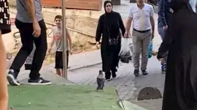 İstanbul -Sultangazi'de vatandaşların kargalarla imtihanı