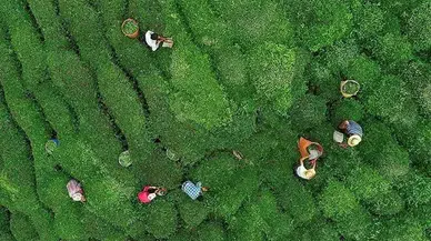 Türk çayı ihracatı 5 ayda 12 milyon doları aştı: En fazla ihracat Rize'den