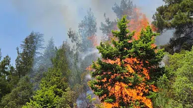 Kemer'de orman yangını büyümeden söndürüldü