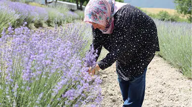 Safranbolu'da lavanta üretim alanında artış