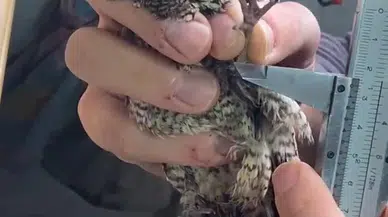 Göçmen kuşlar gagalarıyla yönlerini bulup binlerce kilometre katediyor