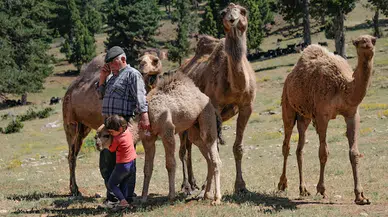 Sarıkeçili Yörükleri, Toros Dağları’nda