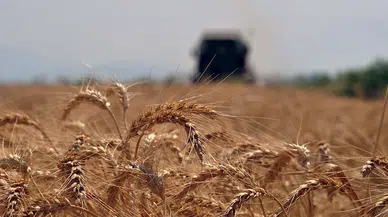 Başkan Sezgin: Buğday alım fiyatının revize edilmesini bekliyoruz