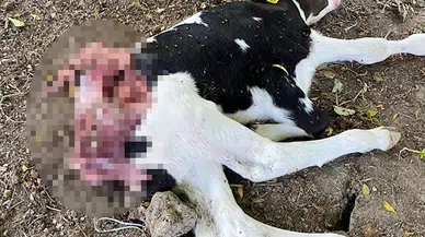 Sokak köpekleri buzağıya saldırdı