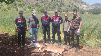 Malatya'da yaban keçisi avına 613 bin 980 TL ceza