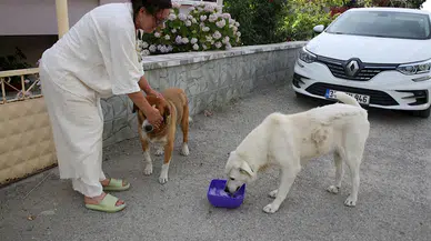 Sıcak havalarda sokak hayvanları için 'bir kap su' çağrısı
