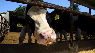 Bakan Yumaklı: Şap vakalarında yüzde 53 azalma görüldü