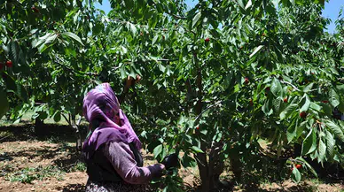 Gaziantep’te, kiraz hasadı başladı
