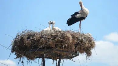 Sinop Cuma Ovası'nda bu yıl 50 yuvada 137 leylek yumurtadan çıktı
