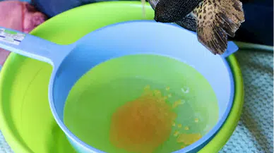 Türk somonunun yumurtadan dünya mutfağına lezzet serüveni