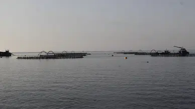 Doğal liman kenti Sinop'ta, geçen yıl 27 bin ton Türk somonu üretildi