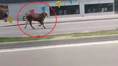Sahibinin elinden kaçan kurbanlık, trafiği birbirine kattı