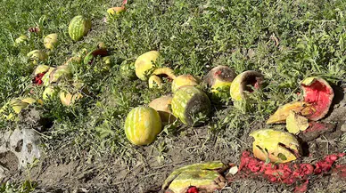 Aşırı sıcak karpuzun tadını kaçırdı; fiyatı 2 kat arttı