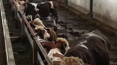 Erzurum'da 'kurbanlık oteli'