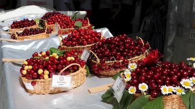 Tekirdağ'da 58'inci Uluslararası Kiraz Festivali 