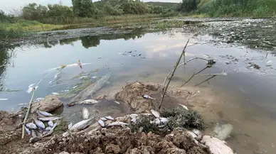 Bursa Ovası'nı besleyen Nilüfer Çayı’nda toplu balık ölümleri