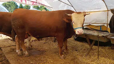 Düzce ve Zonguldak'ta ağırlıkları birer tona yaklaşan 2 kurbanlık, alıcı bekliyor