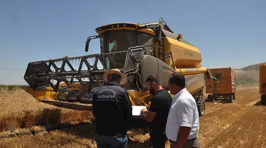 Gaziantep’te hububat hasadı yapılan tarlada dane kontrolü