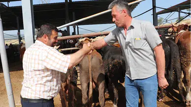 Havza'da kurban pazarı kuruldu