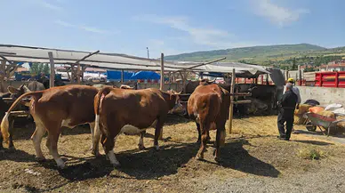 Bayat'ta kurbanlık pazarı hareketlendi