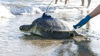 Uydu takip cihazı takılan ‘Kızkalesi’ ve ‘Mersin Üniversitesi’ denizle buluştu