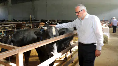 Bafra Belediye Başkanı Kılıç hayvan pazarını gezdi