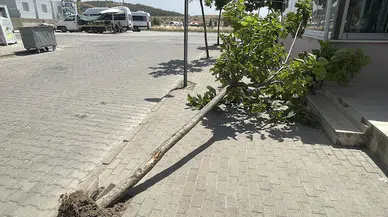 Edirne'de lodos ağaç devirdi 