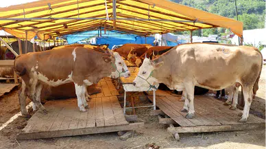 Trabzon'da besicilerin kurbanlık mesaisi devam ediyor