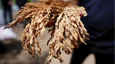 Düzce'de yetiştirilen siyah pirinç toprakla buluşturuldu